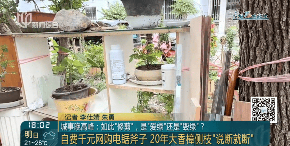 皇冠信用網在线申请_上海一小区20年香樟说砍就砍皇冠信用網在线申请！八旬老爷叔：拿我怎么样？
