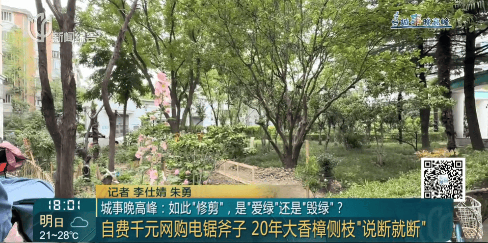 皇冠信用網在线申请_上海一小区20年香樟说砍就砍皇冠信用網在线申请！八旬老爷叔：拿我怎么样？