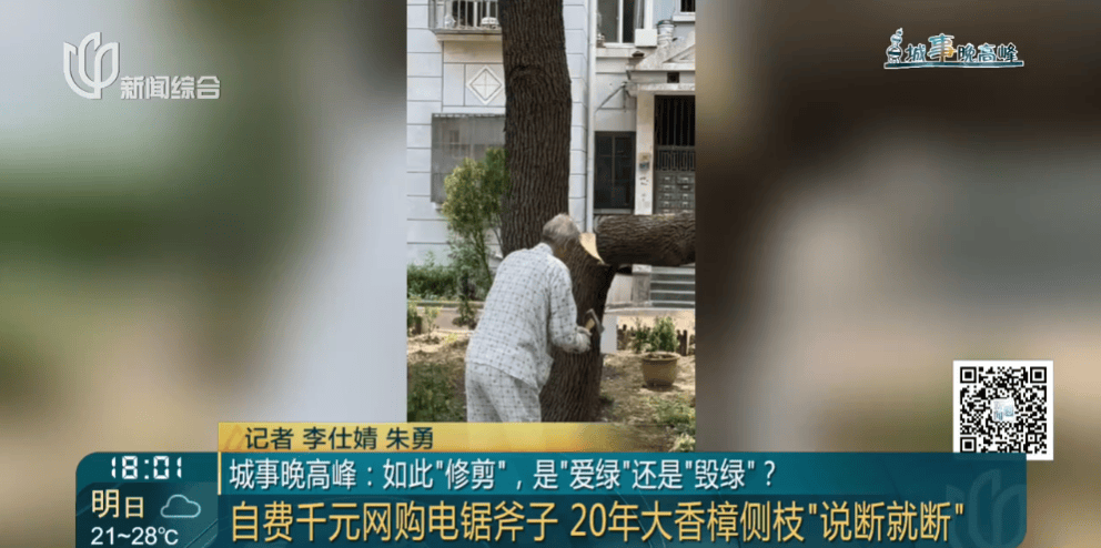 皇冠信用網在线申请_上海一小区20年香樟说砍就砍皇冠信用網在线申请！八旬老爷叔：拿我怎么样？