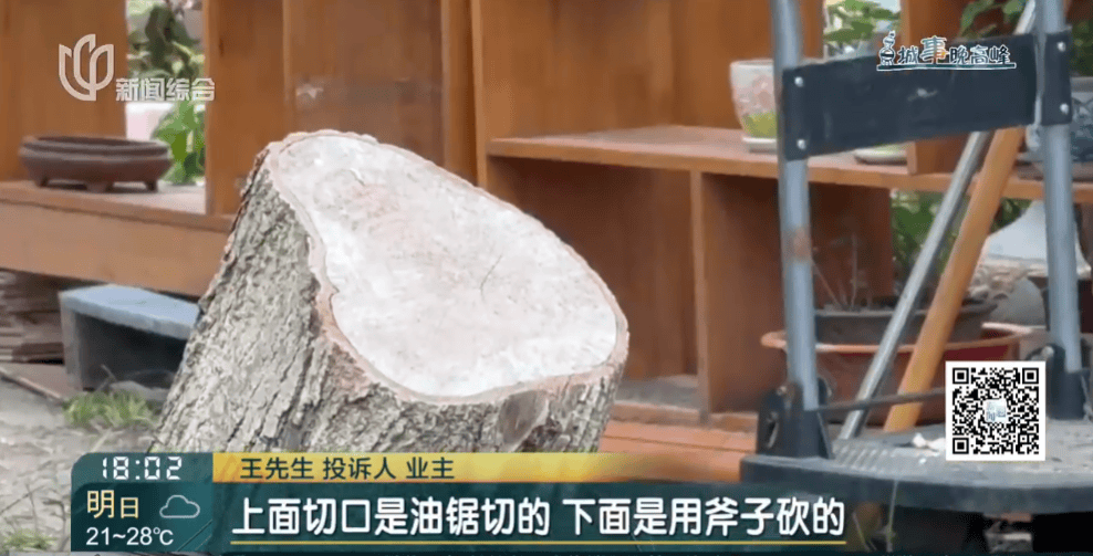 皇冠信用網在线申请_上海一小区20年香樟说砍就砍皇冠信用網在线申请！八旬老爷叔：拿我怎么样？