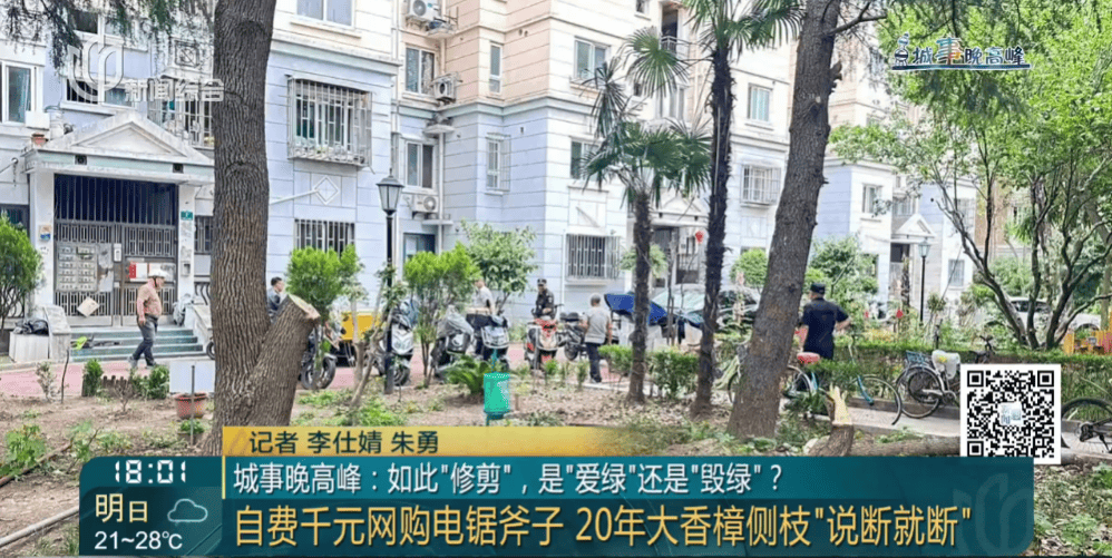 皇冠信用網在线申请_上海一小区20年香樟说砍就砍皇冠信用網在线申请！八旬老爷叔：拿我怎么样？