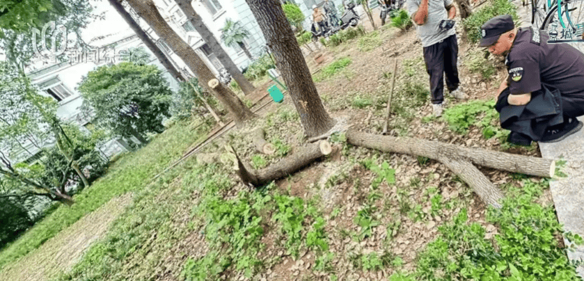 皇冠信用網在线申请_上海一小区20年香樟说砍就砍皇冠信用網在线申请！八旬老爷叔：拿我怎么样？