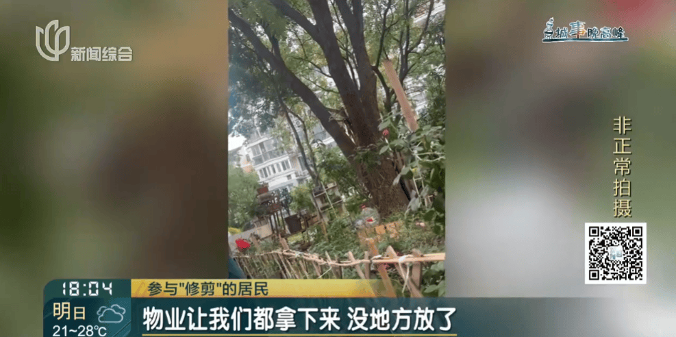 皇冠信用網在线申请_上海一小区20年香樟说砍就砍皇冠信用網在线申请！八旬老爷叔：拿我怎么样？