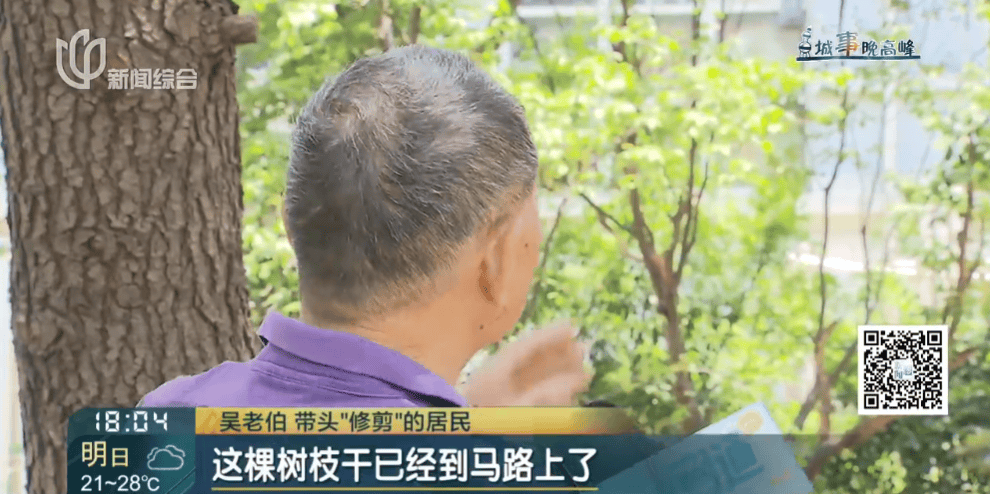 皇冠信用網在线申请_上海一小区20年香樟说砍就砍皇冠信用網在线申请！八旬老爷叔：拿我怎么样？