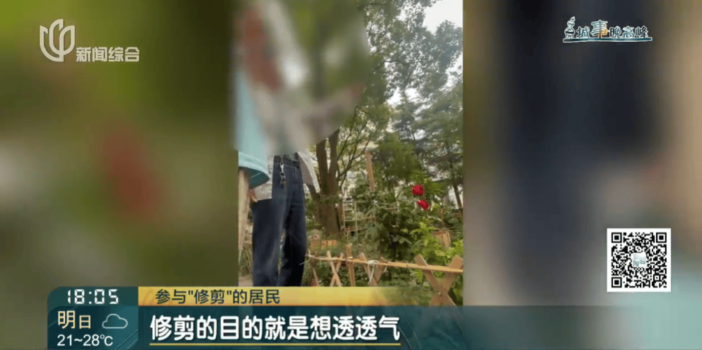 皇冠信用網在线申请_上海一小区20年香樟说砍就砍皇冠信用網在线申请！八旬老爷叔：拿我怎么样？