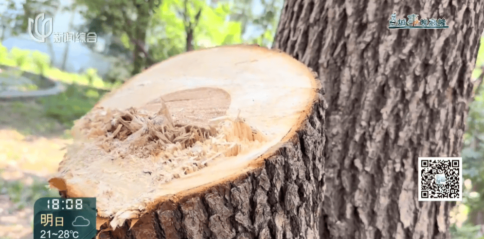 皇冠信用網在线申请_上海一小区20年香樟说砍就砍皇冠信用網在线申请！八旬老爷叔：拿我怎么样？